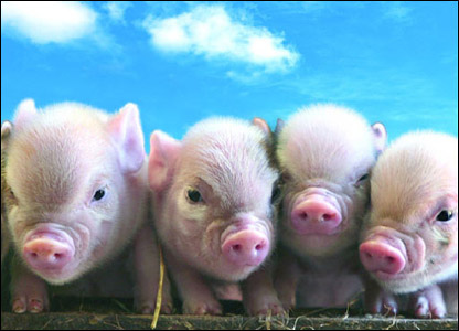 _44177690_pigs2_other_gal.jpg