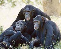 chimpanzee-bg.jpg