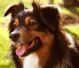 australian-shepherd.webp