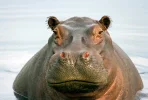 hippo[1].webp