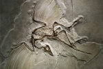 Archaeopteryx 1.2.webp