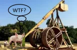 pig 1.1.webp