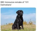 101 dalmationd.webp