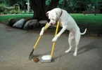 dog poop.webp