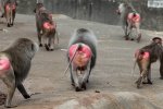 group-of-baboons-showing-their-pretty-bottoms[1].jpg