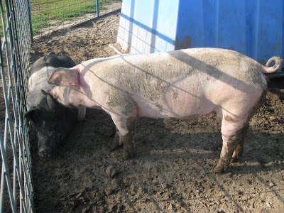 muddy+pigs+002.JPG