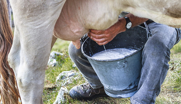 milking-cow_iStock-Thinkstock.jpg