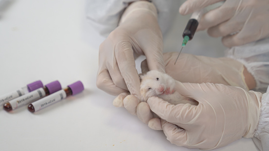 scientists-test-lab-rat-mouse-with-syringe-scientist-and-lab-rat-back-picture-id1213939514