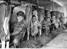 milking+cows.jpg