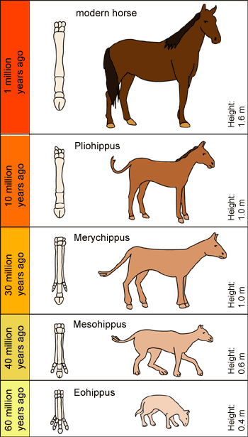 bievolutionhorse.gif