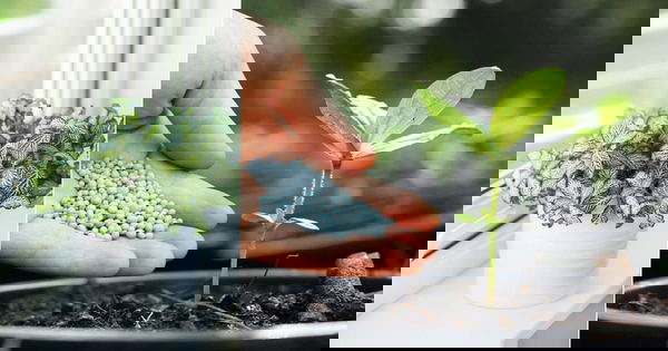 balconygardenweb.com