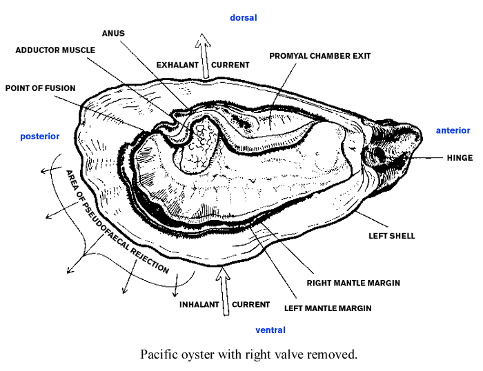 oyster_diagram1.gif